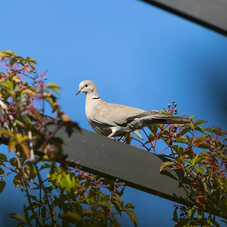 Hotel San Giorgio Vis